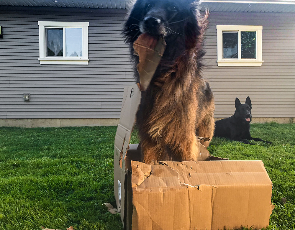 My German Shepherds enjoying helping with the unboxing.